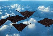 ZOMBI: Liquid Crystal